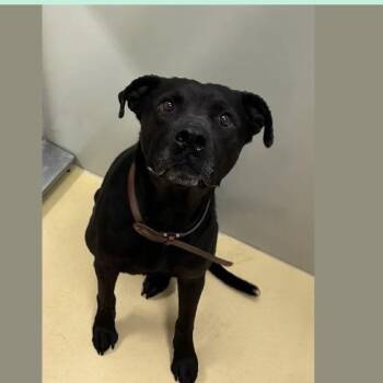 Black Labrador Retriever and Mixed Breed Dogs Available for Adoption in Spring Hill, Kansas - Slate | PetCurious
