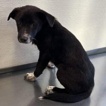 Toothless -  Mixed Breed Dog for Adoption in Las Cruces, New Mexico - Toothless | PetCurious