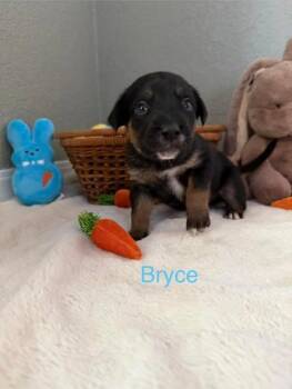 Pit Bull Terrier Dogs Available for Adoption - Bryce | PetCurious