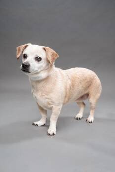 Lucia -  Mixed Breed Dog for Adoption in Fort Worth, Texas - Lucia | PetCurious