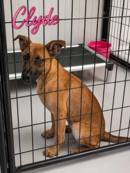 Clyde -  Belgian Shepherd Malinois Dog for Adoption in Momence, Illinois - Clyde | PetCurious