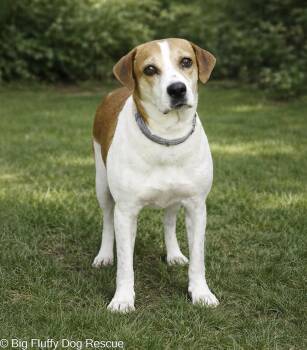 Gigi -  Beagle Dog for Adoption in Nashville, Tennessee - Gigi | PetCurious