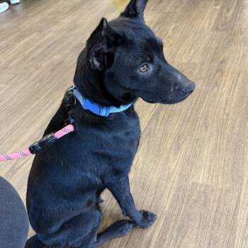 Terrier Dogs Available for Adoption - Fiona | PetCurious