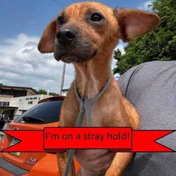 Mixed Breed Dogs Available for Adoption in Tulsa, Oklahoma - Scrub | PetCurious