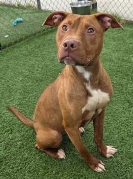 Mixed Breed Dogs Available for Adoption in Columbia, South Carolina - STITCH | PetCurious