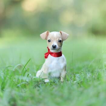 Beamer - teacup chi -  Chihuahua Dog for Adoption in Lucedale, Mississippi - Beamer - Teacup Chi | PetCurious