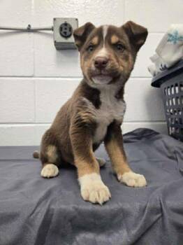 Husky and Labrador Retriever Dogs Available for Adoption - Sneezy | PetCurious