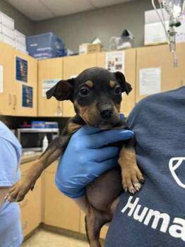 Mixed Breed Dogs Available for Adoption - Zendaya | PetCurious