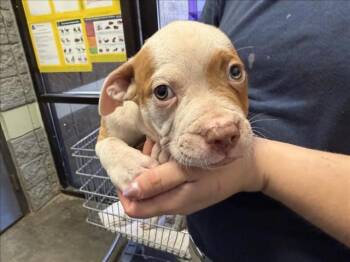 LARRY -  Pit Bull Terrier and Mixed Breed Dog for Adoption in Tulsa, Oklahoma - LARRY | PetCurious
