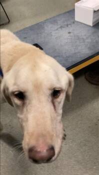 PIKA -  Mixed Breed Dog for Adoption in Dallas, Texas - PIKA | PetCurious