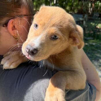 Aylssa -  Labrador Retriever and Mixed Breed Dog for Adoption in Hagerstown, Maryland - Aylssa | PetCurious