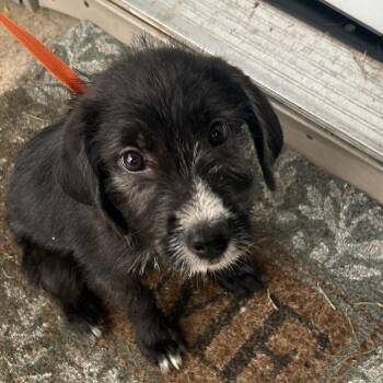 Barnaby -  Mixed Breed and Terrier Dog for Adoption in Lufkin, Texas - Barnaby | PetCurious