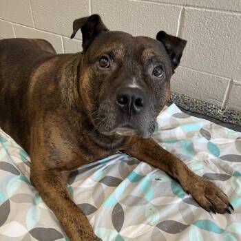 Mixed Breed Dogs Available for Adoption - Jax | PetCurious