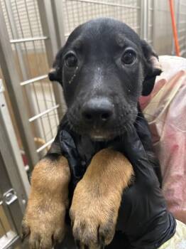 Zavala -  Mixed Breed Dog for Adoption in Hobbs, New Mexico - Zavala | PetCurious