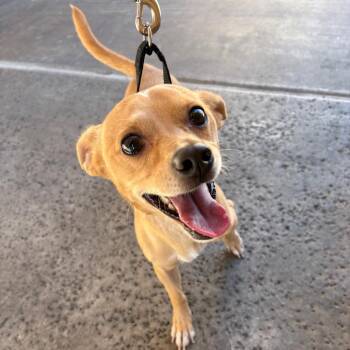 Skooter 54524 -  Chihuahua Dog for Adoption in Las Vegas, Nevada - Skooter 54524 | PetCurious
