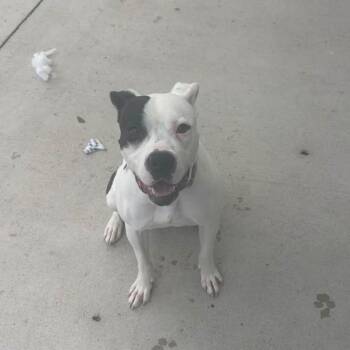 Sailor Moon -  Mixed Breed Dog for Adoption in Dearborn, Michigan - Sailor Moon | PetCurious