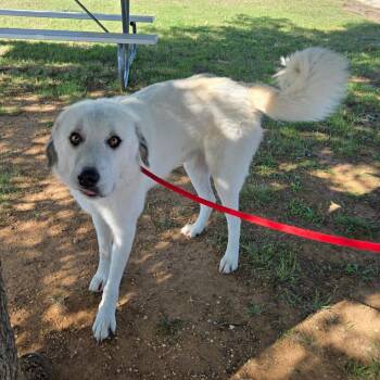 Rescue Great Pyrenees and Mixed Breed Dogs for Adoption in Graham, Texas - Henry | PetCurious