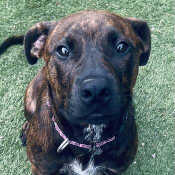 Rescue Mixed Breed Dogs for Adoption in Houston, Texas - Emma! The Sweetheart! | PetCurious