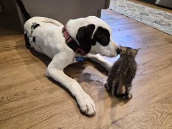 Beagle and Boxer Dogs Available for Adoption in Nashville, Tennessee - Goose | PetCurious