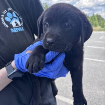 Crabber / Hayes -  Labrador Retriever Dog for Adoption in Broomfield, Colorado - Crabber / Hayes | PetCurious