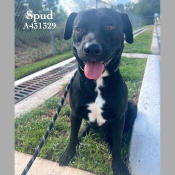 SPUD -  Belgian Shepherd Malinois and Labrador Retriever Dog for Adoption in Conroe, Texas - SPUD | PetCurious