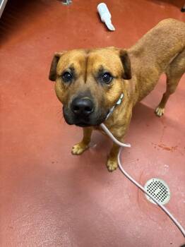 Lou -  Mixed Breed Dog Available for Adoption in Douglasville, Georgia - Lou | PetCurious