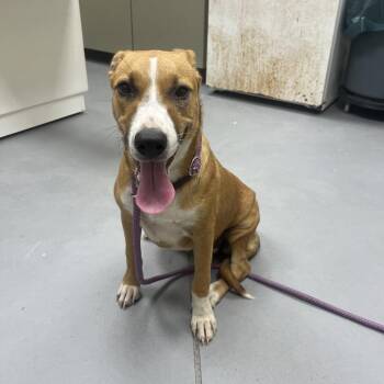 09/15/2026-Stray-GardinerDrive -  Mixed Breed Dog for Adoption in Columbus, Georgia - 09/15/2026-Stray-GardinerDrive | PetCurious