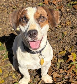 Zippy -  Jack Russell Terrier Dog for Adoption in Lindenhurst, New York - Zippy | PetCurious
