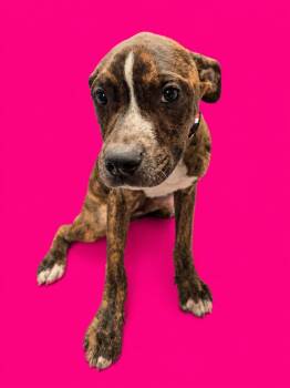 Laverne -  Mixed Breed Dog for Adoption in Detroit, Michigan - Laverne | PetCurious