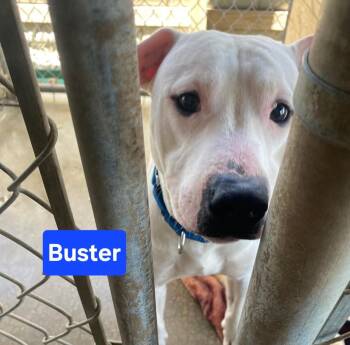 Hound Dogs Available for Adoption in Clinton, Missouri - Buster | PetCurious
