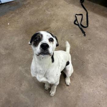 Mixed Breed Dogs Available for Adoption in Corbin, Kentucky - Austyn | PetCurious
