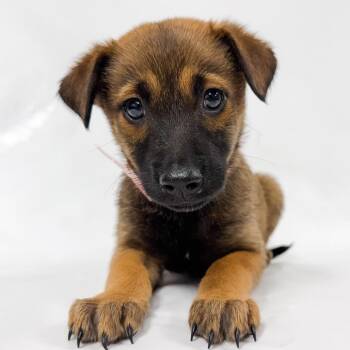970 (2026) Rootbeer -  Anatolian Shepherd and Mixed Breed Dog for Adoption in Parker, Colorado - 970 (2026) Rootbeer | PetCurious