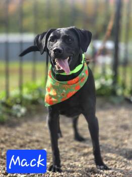 Mack -  Black Labrador Retriever Dog for Adoption in Walthill, Nebraska - Mack | PetCurious