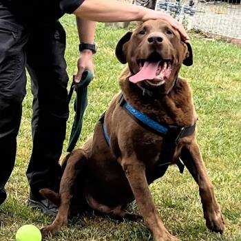 Harley - Foster and/or Adopter -  Labrador Retriever Dog for Adoption in San Francisco, California - Harley - Foster And/or Adopter | PetCurious