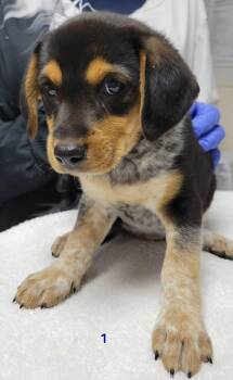 Una -  Australian Cattle Dog Blue Heeler and Beagle Dog for Adoption in Portage, Wisconsin - Una | PetCurious