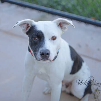 Rescue Australian Cattle Dog Blue Heeler and Mixed Breed Dogs for Adoption in Abilene, Texas - Harvey | PetCurious