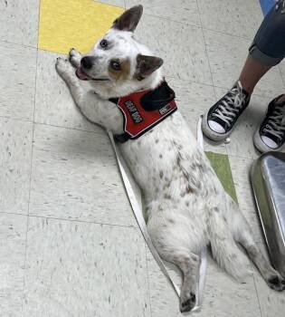 Pigothy Edward Dippins -  Cardigan Welsh Corgi and Australian Cattle Dog Blue Heeler Dog for Adoption in Sioux City, Iowa - Pigothy Edward Dippins | PetCurious
