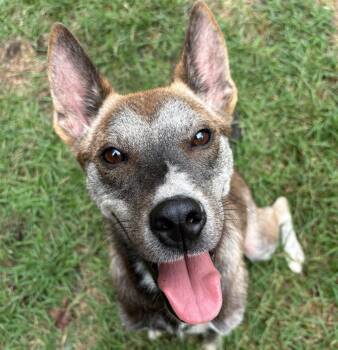 Ladybug -  Shepherd Dog for Adoption in Mount Pleasant, South Carolina - Ladybug | PetCurious