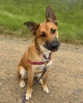 German Shepherd Dog Dogs Available for Adoption in Novato, California - Ricky | PetCurious