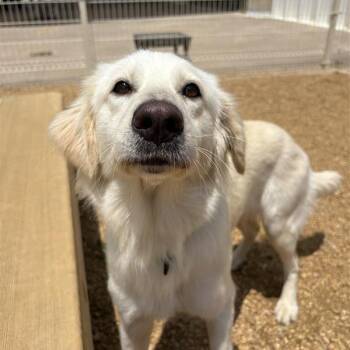 Mixed Breed Dogs Available for Adoption in Bentonville, Arkansas - Maisie | PetCurious
