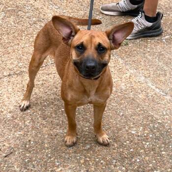 Deloris -  Staffordshire Bull Terrier and Mixed Breed Dog for Adoption in Nashville, Tennessee - Deloris | PetCurious