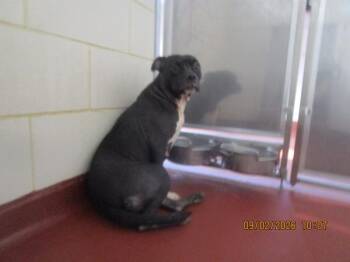 Spinelli(883) -  Pit Bull Terrier Dog for Adoption in Marietta, Georgia - Spinelli(883) | PetCurious