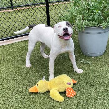CAROL -  Pit Bull Terrier Dog for Adoption in Greensboro, North Carolina - CAROL | PetCurious