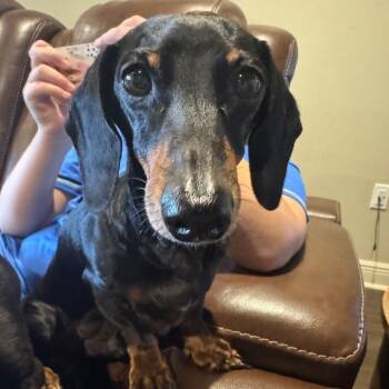Rescue Dachshund Dogs for Adoption in Baton Rouge, Louisiana - Rolo | PetCurious