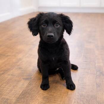 Flat Coated Retriever and Mixed Breed Dogs Available for Adoption in Hopkinton, Massachusetts - Twilight | PetCurious