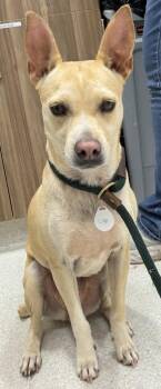 Loke -  Chihuahua and Mixed Breed Dog for Adoption in Honolulu, Hawaii - Loke | PetCurious
