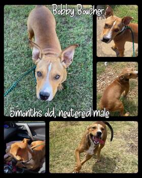 Rescue Black Mouth Cur Dogs for Adoption in Ladonia, Texas - Water Boy | PetCurious