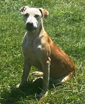 Caramello -  Hound Dog for Adoption in Pryor, Oklahoma - Caramello | PetCurious