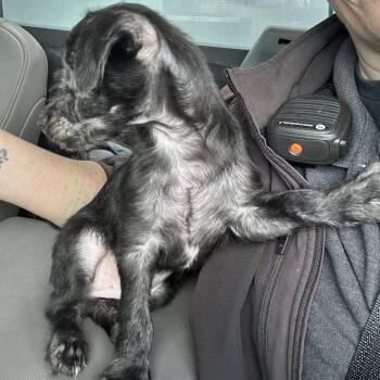Cohen -  Terrier and Mixed Breed Dog for Adoption in Houston, Texas - Cohen | PetCurious