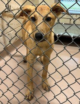 Rescue German Shepherd Dog Dogs for Adoption in Nacogdoches, Texas - Burrito | PetCurious